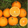 Oranges de mandrin doux juteux frais